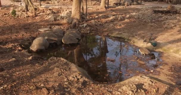 Большие Пресноводные Сейшельские Черепахи Спят Воде Дикие Птицы Ходят Рядом — стоковое видео