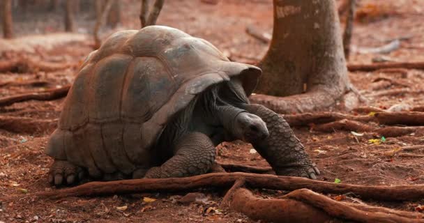 Grote Zoetwaterschildpad Beweegt Heel Langzaam Het Frame Leven Van Oude — Stockvideo