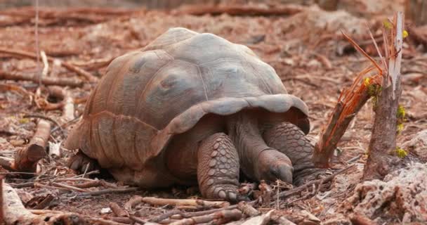 Gran Tortuga Agua Dulce Seychelles Duerme Naturaleza Vida Animal África — Vídeos de Stock