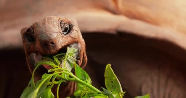 Närbild Stor Sötvatten Seychellerna Sköldpadda Äter Gräs Där Dess Mun — Stockvideo