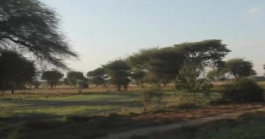 Ağaçların büyüdüğü yolda hareket halindeki videoda savanayı ve arka planda dağları görebilirsiniz.. 