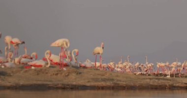 Pembe flamingo sürüsü vahşi doğada yumurtadan çıkar. Gün batımında güzel bir manzarada kuşların güzel bir videosu. Yüksek kalite 4k görüntü