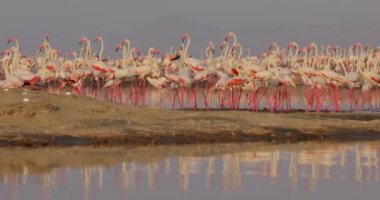 Pembe flamingo kuşlarının altın bir gölün kıyısında durduğu ve yansımalarının suda olduğu güzel bir manzara videosu..