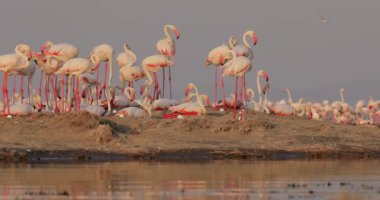 Bir grup pembe flamingo yumurtalarını tuz gölündeki bir adada koruyor. Afrika vahşi yaşamının güzel bir manzara videosu.