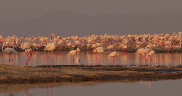 Hermoso Video Vida Silvestre Africana Pájaros Flamencos Rosados Están Una — Vídeo de stock