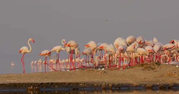 一群粉色的火烈鸟在盐湖城的一个岛上活动 保卫着它们的蛋 美丽的非洲自然景观视频 — 图库视频影像