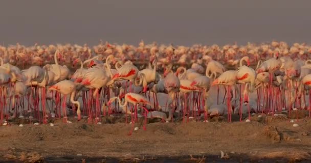 Belo Vídeo Vida Dos Pássaros Flamingo Rosa Natureza Ovos Eclodem — Vídeo de Stock