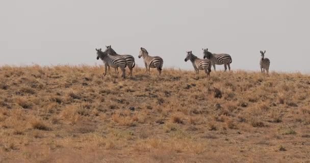 Altı Zebradan Oluşan Bir Grup Sarı Otlarla Savanada Duruyor Afrika — Stok video