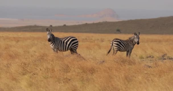 关于斑马在野外生活的美丽视频 两只斑马站在草地上 在黄山的背景下摇曳着尾巴 — 图库视频影像