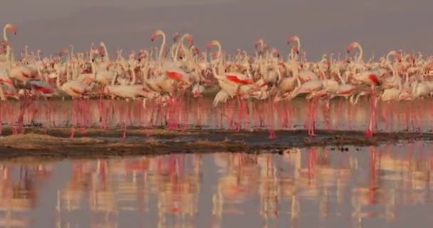 一个美丽的框架从野外 你可以看到如何粉红色的火烈鸟站在岛上在泻湖 在水里你可以看到它们的倒影 以高山为背景的景观录像 — 图库视频影像