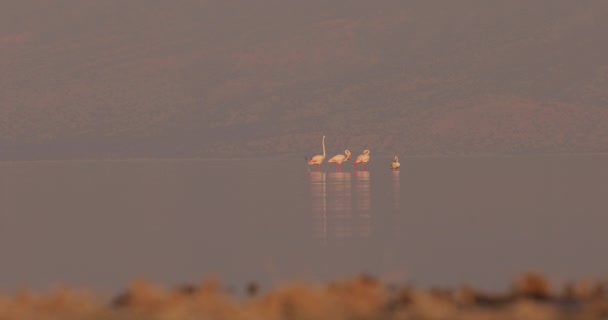 Dört Pembe Flamingo Tuz Gölünde Dağın Arka Planında Yürür Afrika — Stok video