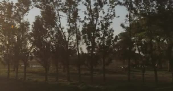 Відео Русі Дорозі Якій Ростуть Дерева Можете Побачити Савани Задньому — стокове відео