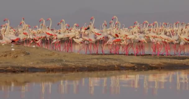 Hermoso Video Paisaje Con Pájaros Flamencos Rosados Pie Orillas Lago — Vídeo de stock