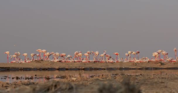 Afrika Vahşi Hayatının Güzel Bir Videosu Pembe Flamingo Kuşları Göldeki — Stok video