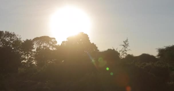 Африканський Пейзаж Вистрілений Русі Можна Побачити Прекрасні Дерева Заході Сонця — стокове відео
