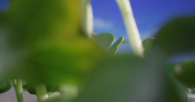 Vitamin mikro sebzeli organik gıda yetiştiriyorlar. Evde yetişen sağlıklı ve vejetaryen salata için gerekli malzemeler. 4K yavaş çekim videosu.