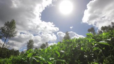 Çay çalılarının üzerinde yapraklar. Güneş ışığı dağlardaki çay tarlalarının yapraklarını delip geçer..