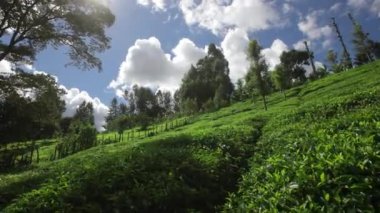 Devrilme plantasyonlarının manzarası. Tarlalarda yetişen çay çalılarının olduğu dağlar. Kenya 'da çay yetiştiren bir dengeleyiciden ateş etmek.