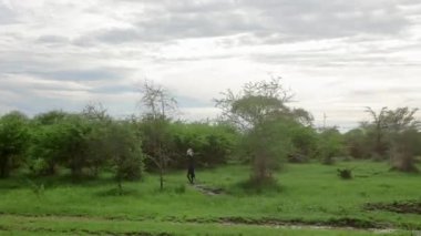 Omo Vadisi Etiyopya 'daki Savannah. Yeşil çalılar ve yol boyunca büyüyen ağaçlar. Afrika vahşi yaşamı.