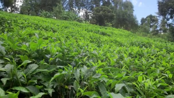 Első Kilátás Borravaló Ültetvények Kenyában Tea Levelek Bokrok Egy Hegyi — Stock videók
