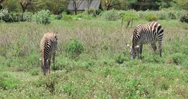 Зебры Сафари Африке Зебра Ест Траву Ландшафтной Саванне Кении Дикая — стоковое видео