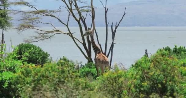 长颈鹿在湖边的野外 一个高大长颈鹿在草原上散步的风景视频 非洲的野生动物 — 图库视频影像