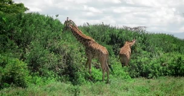 Drei Giraffen Fressen Blätter Von Bäumen Afrikanische Savanne Kenia Große — Stockvideo