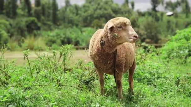 Sheep Countryside Beautiful Landscape Which Sheep Graze Rural Landscape Pets — Stock Video
