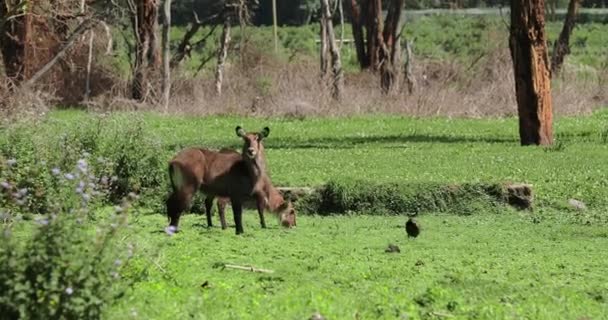 Life Wild Animals Nature Africa Kobus Grazes Savannah Landscape Kenya — Stock Video