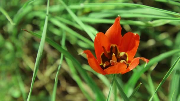 Flor Tulipa Natureza Bela Flor Vermelha Aberta Perto Imagens Alta — Vídeo de Stock