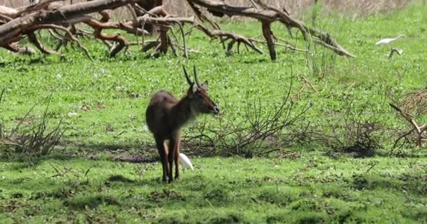 Kobus Ellipsiprymnus African Savannah Goat Grazes Eats Grass Beautiful Kenyan — Stock Video