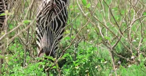 Detailní Záběr Zebry Jak Trávu Africká Savana Které Žije Divoké — Stock video