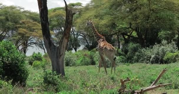 Eine Giraffe Spaziert Einer Savanne Mit Einem See Kenia Safari — Stockvideo