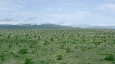 Afrika savanasının havadan görünüşü. Arkasında dağlar ve tepeler olan yeşil Etiyopya manzarası. Etiyopya Afrika 'daki Omo Vadisi' nin insansız hava aracı videosu.