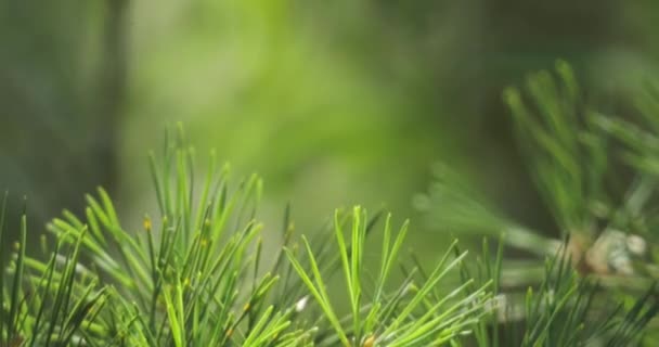 Macro Shot Ramo Pino Vento Ondeggia Nel Verde Foresta Aghi — Video Stock