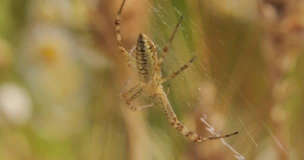 Macro Shot Spider Moving Lively Green Brown Spider Weaves Web — Stock Video