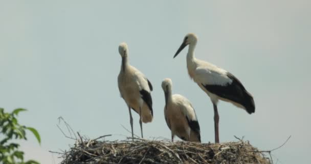 Skjuten Stork Svart Och Vit Stork Fåglar Familj Som Står — Stockvideo