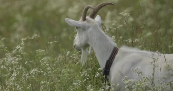 Shot Goat Beautiful White Big Horned Goat Stands Grass Moving — Stock Video