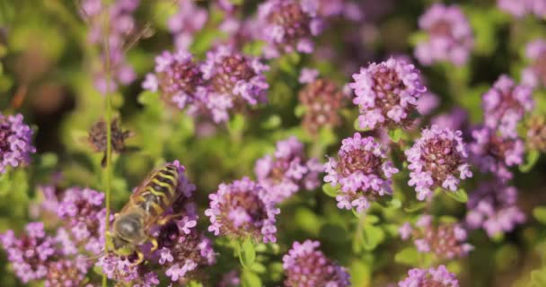 紫色の花のマクロショット 黒蜂は美しい紫色の花に移動し 蜂蜜を収集し カメラは彼女に続く — ストック動画