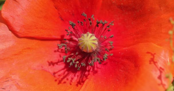 Macro Shot Fiore Papavero Bellissimo Rosso Con Punto Nero Centro — Video Stock