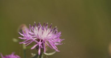 Bir arı makro atışı. Üzerinde sarı-siyah arı sineklerinin bal toplamaya başlayıp uçtuğu mavi ve mor çiçek. 3 makro çekim.