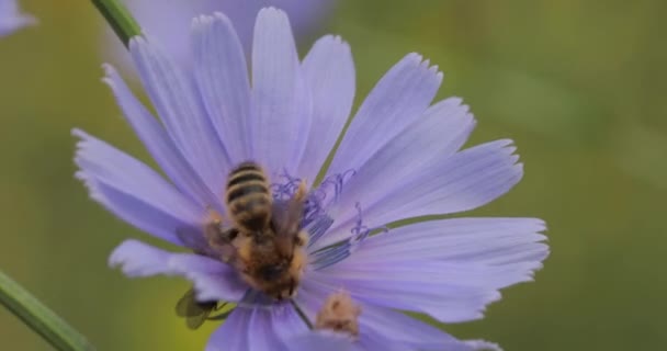 Primo Piano Ape Appollaiata Fiore Fiore Blu Cui Ape Vola — Video Stock