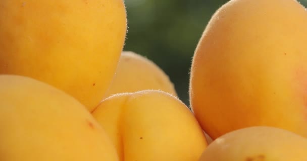 Macro Albaricoque Fresco Orgánico Natural Dulce Sabroso Albaricoques Amarillos Giran — Vídeos de Stock