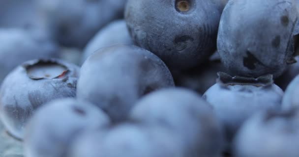 Супер Макро Снимок Черники Fresh Organic Delicious Black Sweet Blueberry — стоковое видео