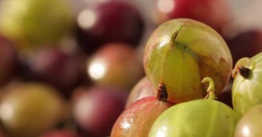 Bektaşi üzümü meyvesinin yakın plan çekimi. Taze, sulu, organik, lezzetli, rengarenk bektaşi üzümleri arka planda dönüyor..