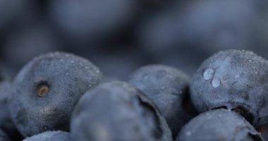 Yaban mersinli yakın çekim. Taze, organik, doğal, lezzetli ve siyah yaban mersini ön planda duruyor ve arka planda çözülmüş bir yabanmersini turtası var. Mevsimlik meyveler.