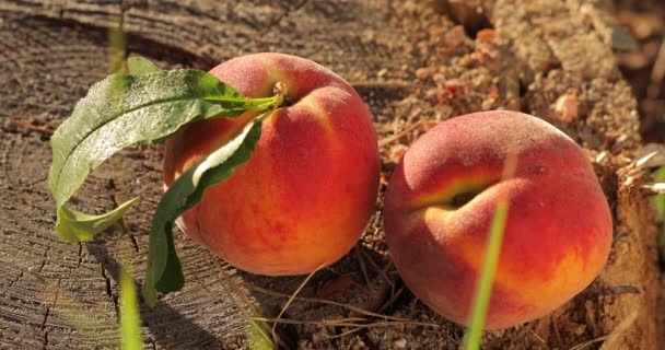 Makro Truskawkami Świeże Organiczne Naturalne Pyszne Czerwone Podzielone Dwa Kawałki — Wideo stockowe