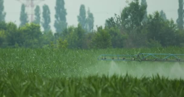 ディルトラクターはトウモロコシ畑に水をやる 美しい風景の中にトウモロコシに物質を注ぐ散水機のクローズアップ — ストック動画