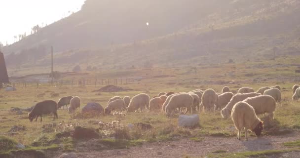 Shots Sheep Grazing Mountains Sunset Montenegro You Can See Animals — Stock Video