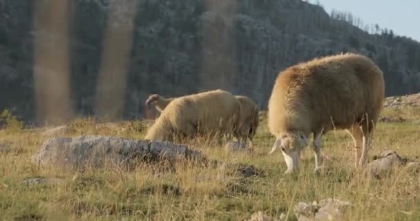 黑山落日的时候 有三张山里放羊的照片 在那里你可以看到动物 草山和美丽的风景 高质量的4K镜头 — 图库视频影像
